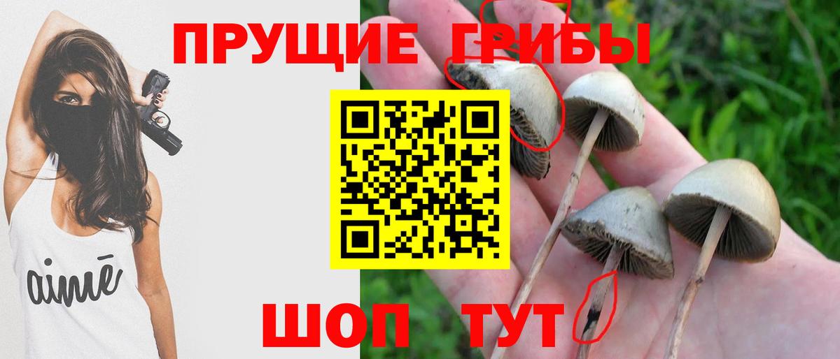 Псилоцибиновые грибы Psilocybe  Вход с VPN  Галлюциногенные грибы прущие грибы  что такое наркотик  Сарапул 